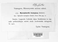 Mycosphaerella cassiopes image